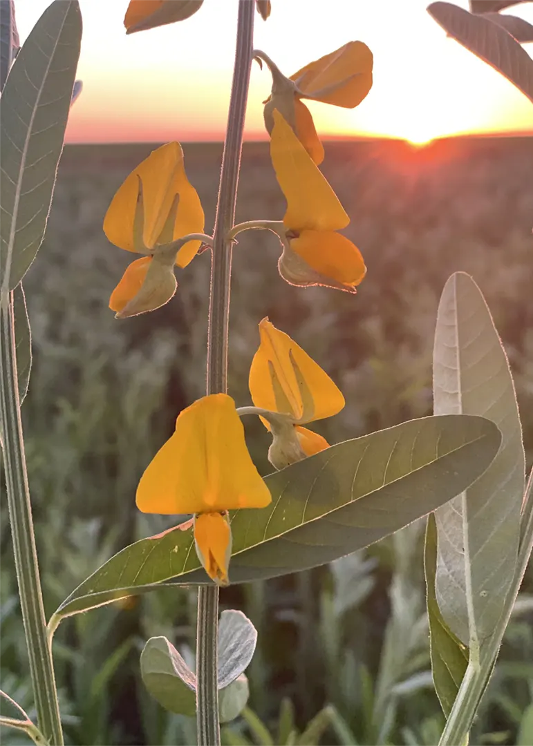 Flores de Crotalaria juncea