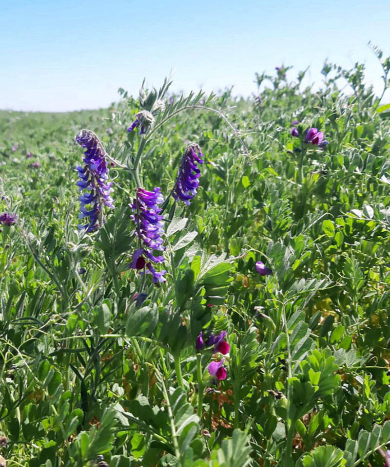 Vicia común.