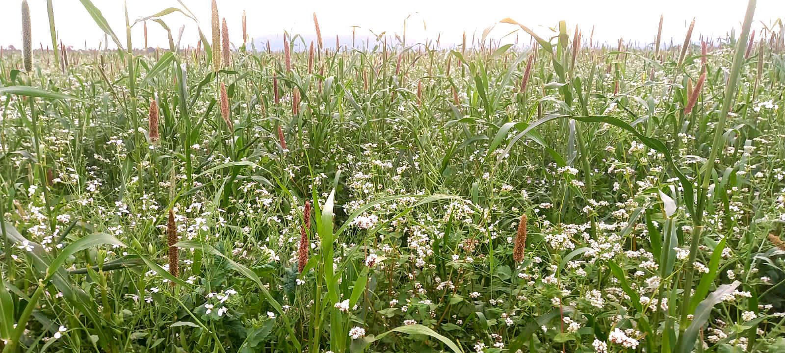 Trigo Sarraceno, Milleto, Crotalaria juncea, Centeno, Avena negra. Triticale y Nabo forrajero